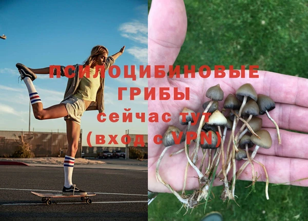 сатива Бородино